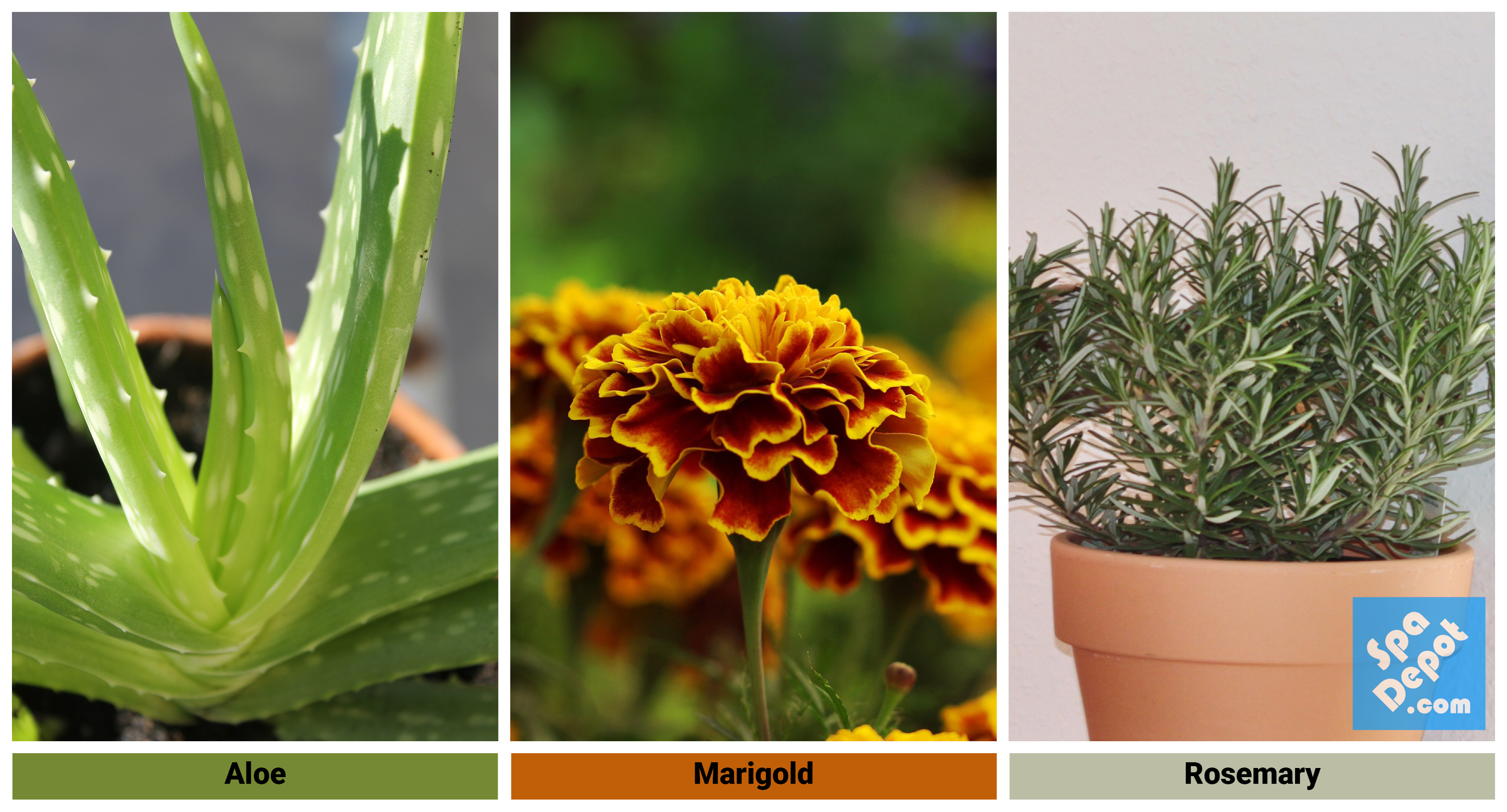 Aloe | Marigold | Rosemary Plants